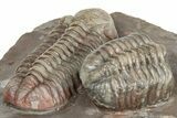 Colorful Austerops Trilobite Fossil - Jorf, Morocco #328589-4